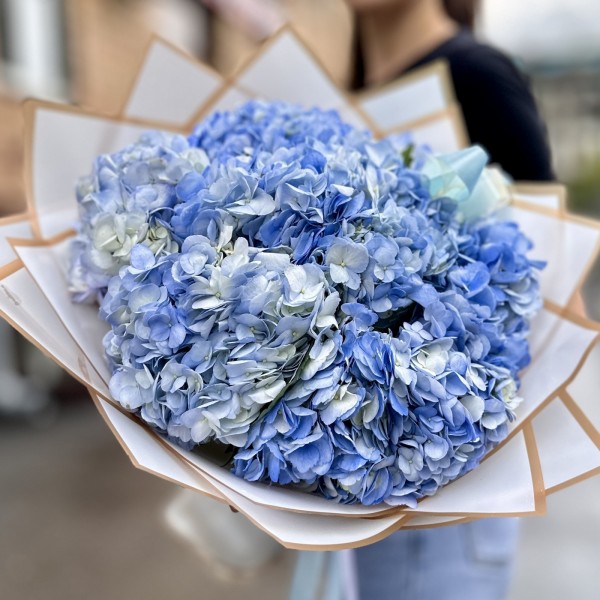 7 голубых гортензий