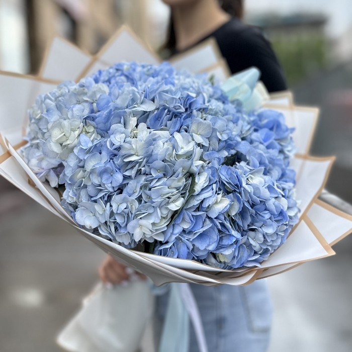 7 голубых гортензий