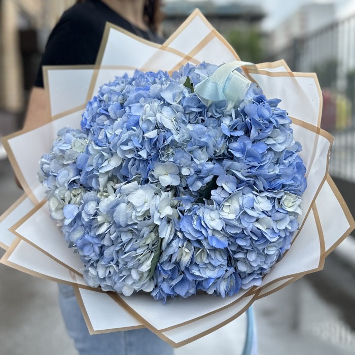 7 голубых гортензий