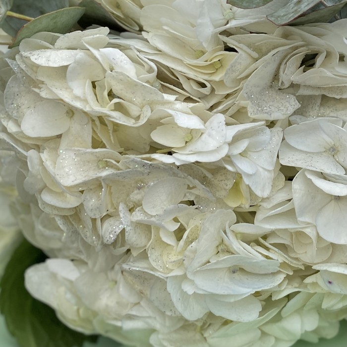 7 гортензий Вайт глиттер с эвкалиптом