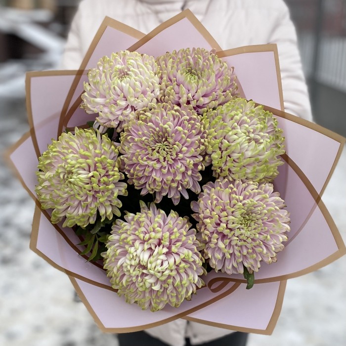 7 сиренево-зеленых хризантем Зембла