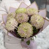 7 сиренево-зеленых хризантем Зембла