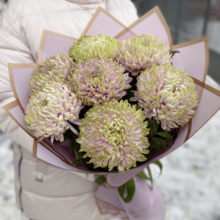 7 сиренево-зеленых хризантем Зембла