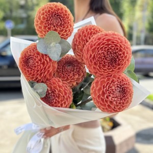 7 коричнево-желтых георгин Помпон