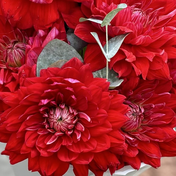 7 красных георгин