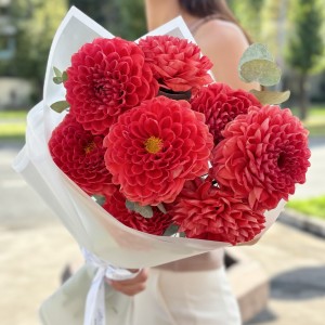 7 оранжевых георгин Помпон