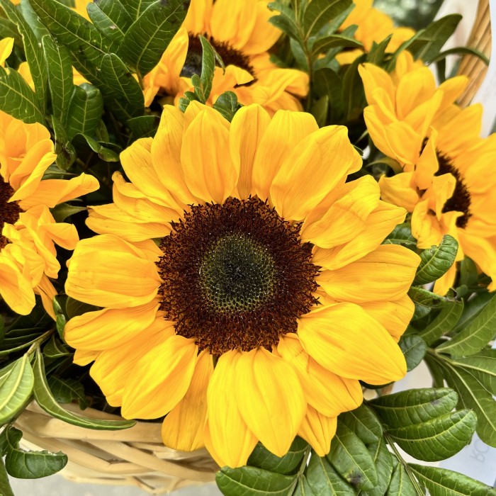 7 подсолнухов в корзине