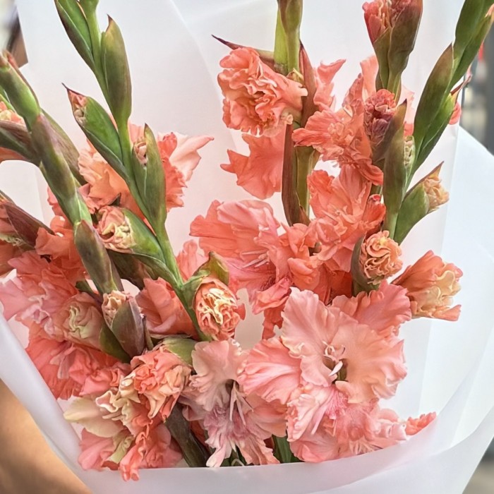 7 розовых гладиолусов