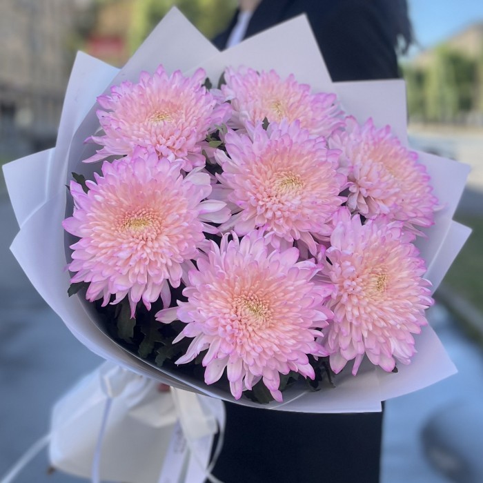 7 розовых хризантем Минка