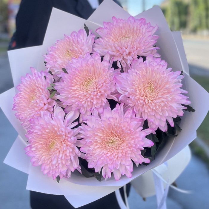 7 розовых хризантем Минка