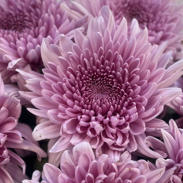 7 сиреневых хризантем