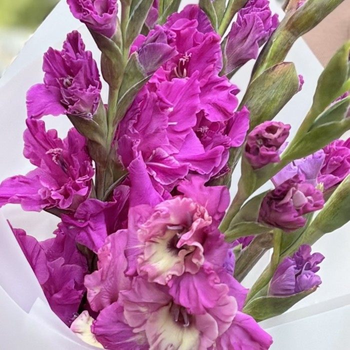 7 фиолетовых гладиолусов