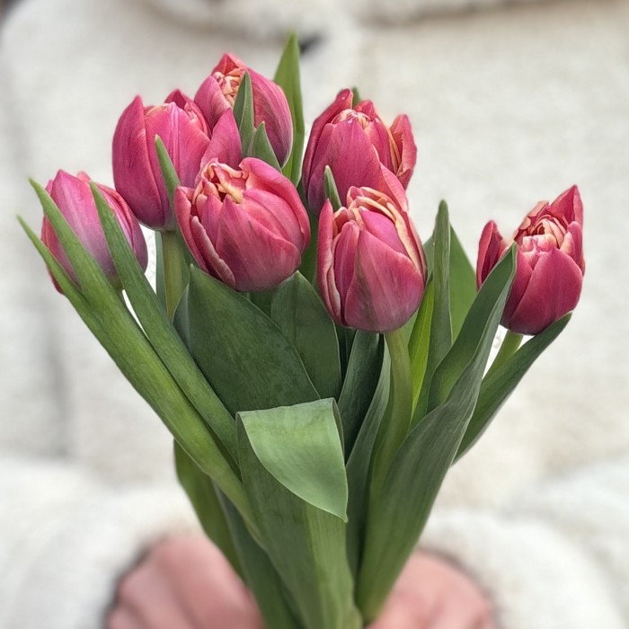 7 розовых пионовидных тюльпанов Коламбус