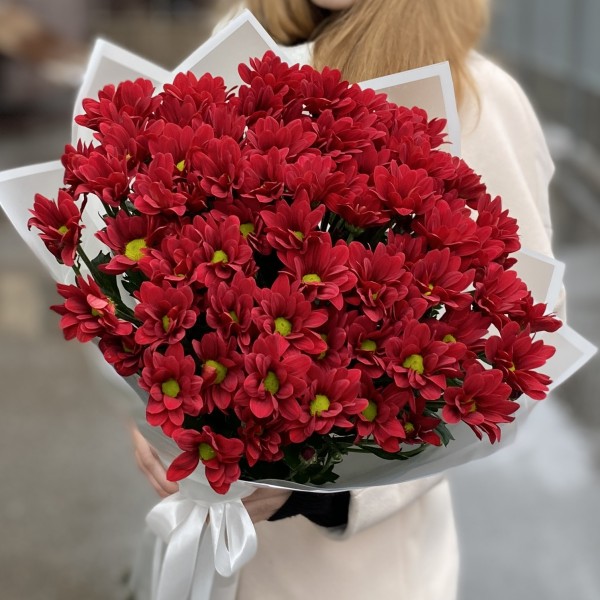 9 бордовых кустовых хризантем Бакарди