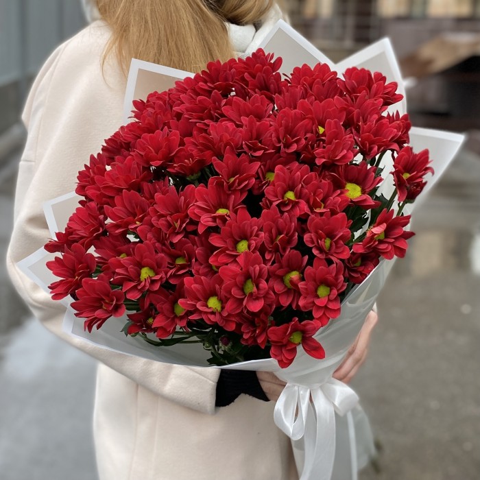 9 бордовых кустовых хризантем Бакарди