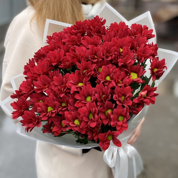 9 бордовых кустовых хризантем Бакарди