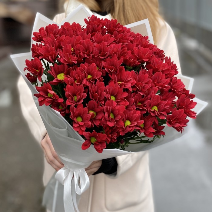 9 бордовых кустовых хризантем Бакарди