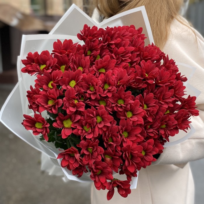 9 бордовых кустовых хризантем Бакарди