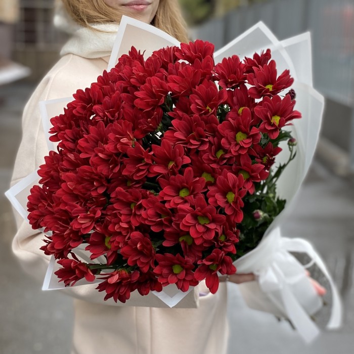 9 бордовых кустовых хризантем Бакарди