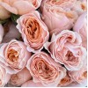 9 коралловых кустовых пионовидных роз Кейджерс коралл