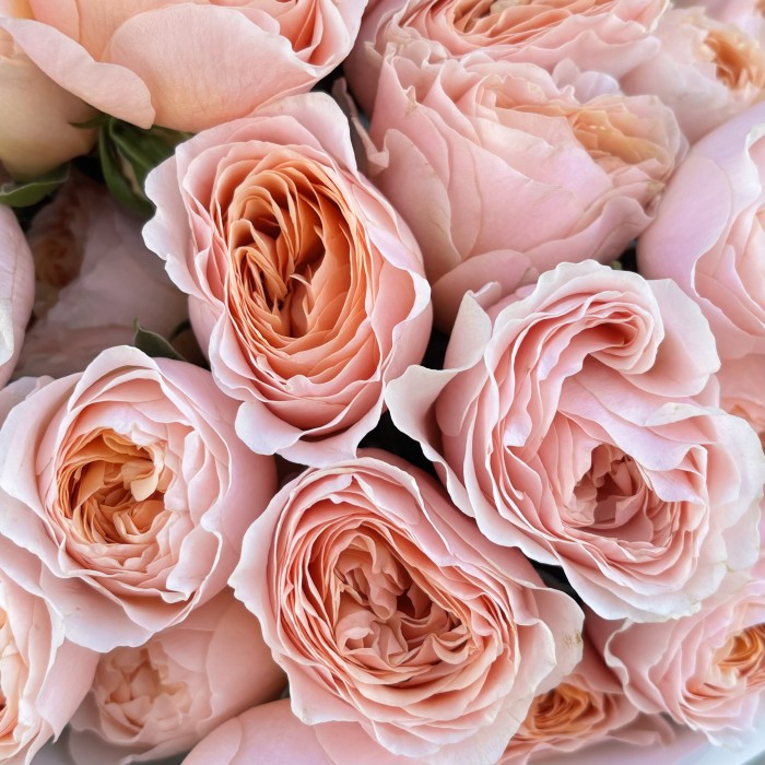 9 коралловых кустовых пионовидных роз Кейджерс коралл