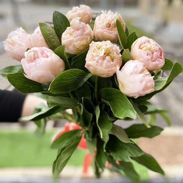 9 пионов Топ Брасс (Top Brass)