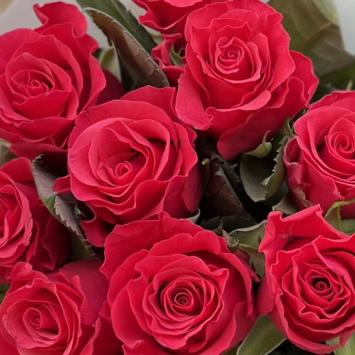 9 малиновых роз Такаци 50 см
