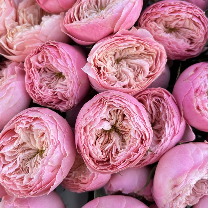 9 розовых пионовидных роз Херпер