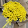 9 желтых кустовых хризантем Бакарди