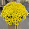9 желтых кустовых хризантем Бакарди