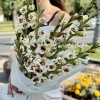 9 бело-фиолетовых гладиолусов
