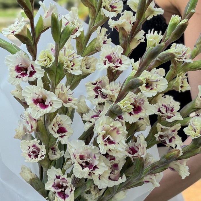 9 бело-фиолетовых гладиолусов