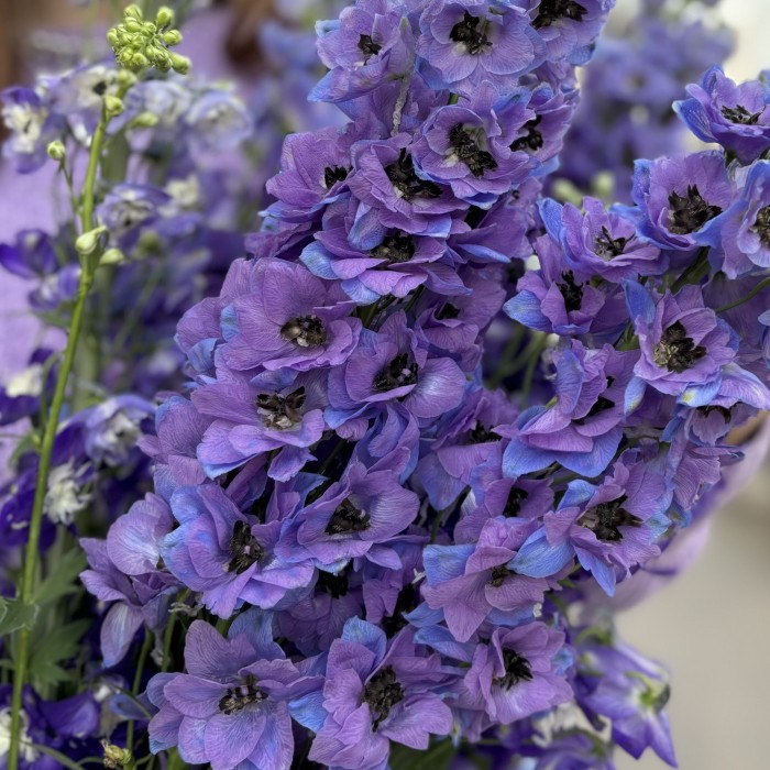 9 фиолетовых дельфиниумов