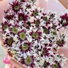 9 кустовых хризантем Саба