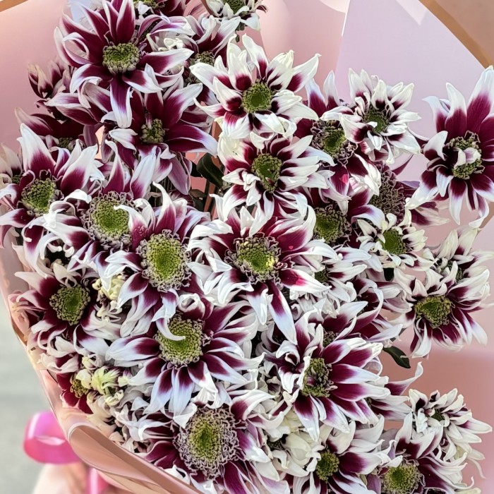 9 кустовых хризантем Саба