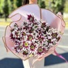 9 кустовых хризантем Саба