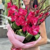 9 малиновых гладиолусов в упаковке