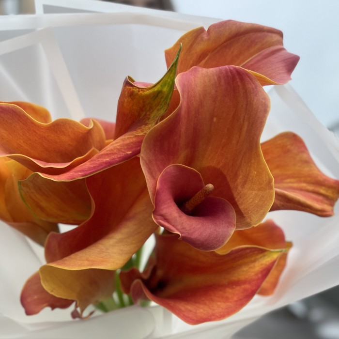 9 оранжевых калл