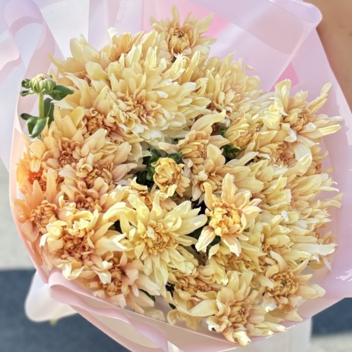 9 персиковых кустовых хризантем Балтика