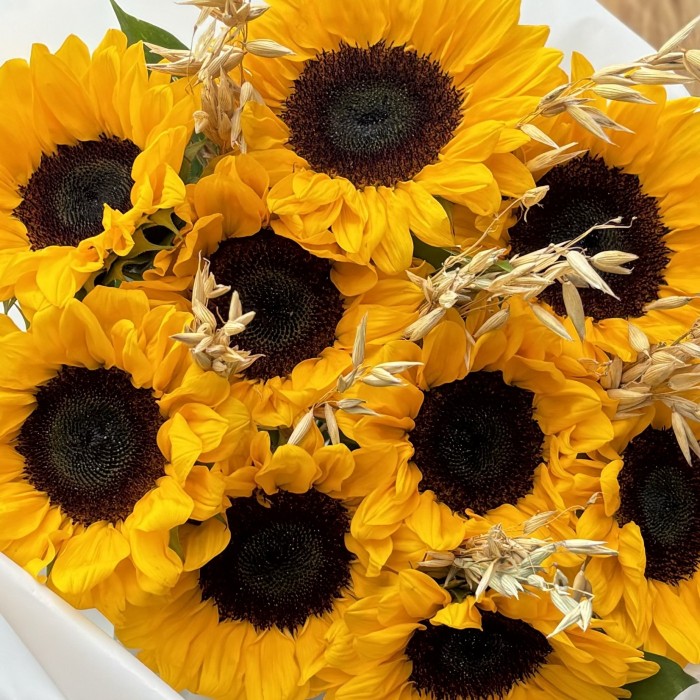 9 подсолнухов с овсом