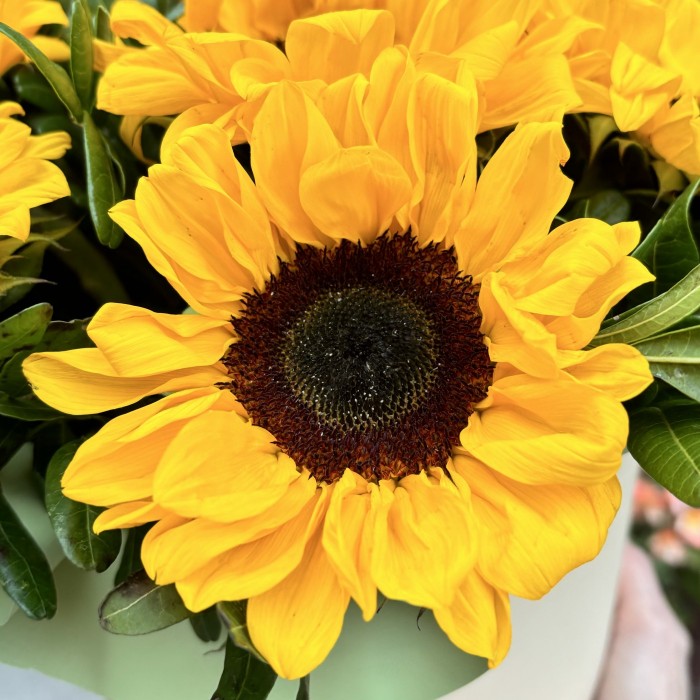 9 подсолнухов в коробке