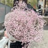 9 розовых гипсофил в упаковке