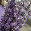 9 сиреневых дельфиниумов