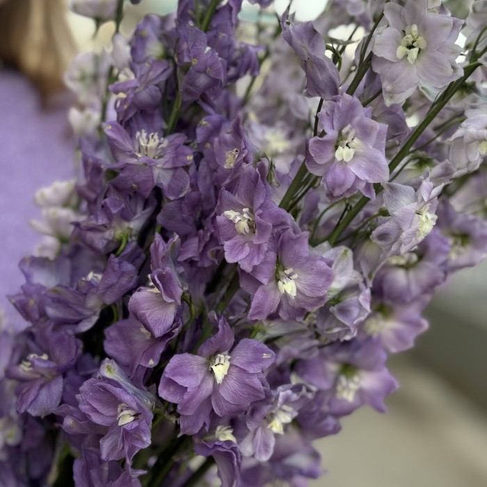 9 сиреневых дельфиниумов