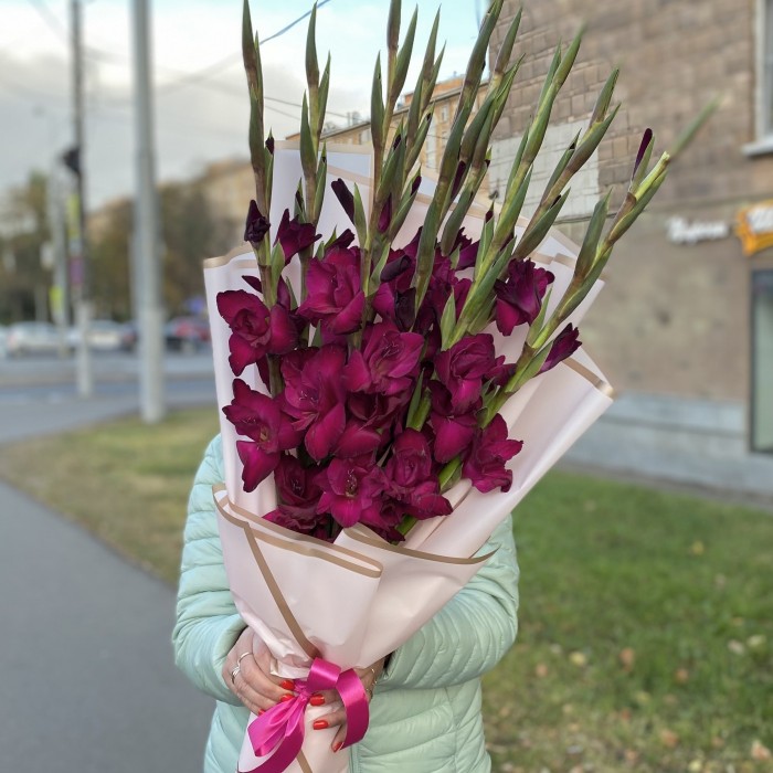 9 темно-малиновых гладиолусов