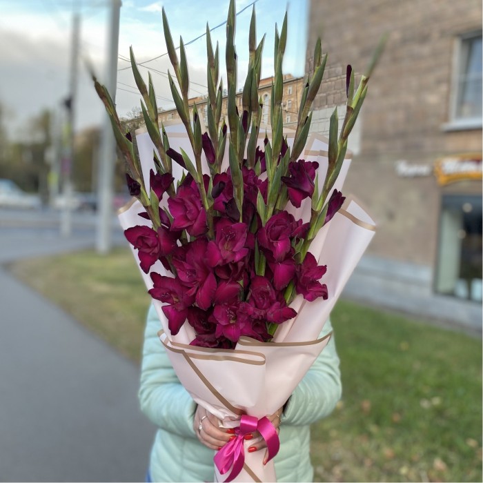 9 темно-малиновых гладиолусов