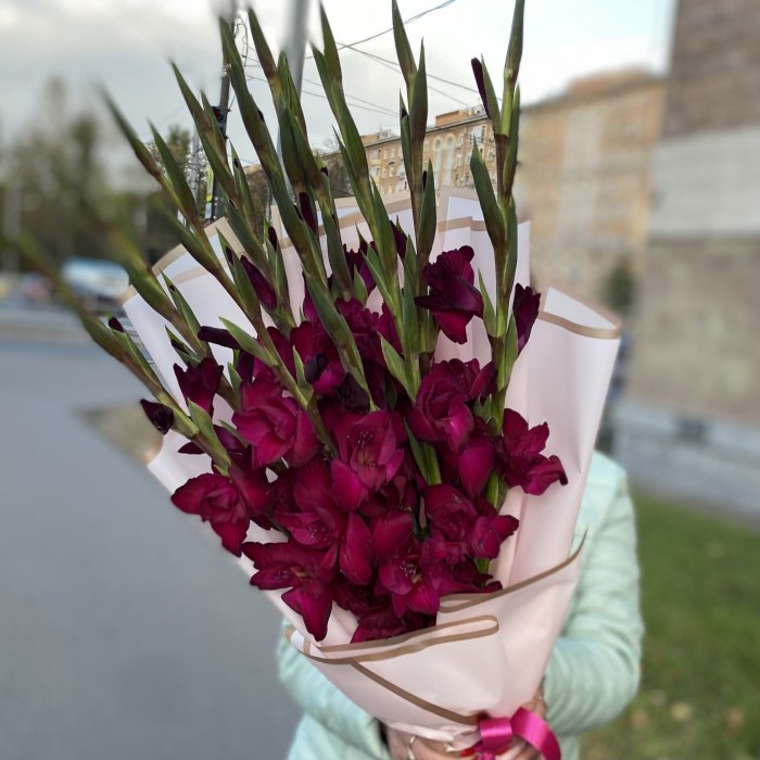 9 темно-малиновых гладиолусов