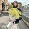 9 желтых гипсофил в упаковке