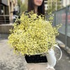 9 желтых гипсофил в упаковке