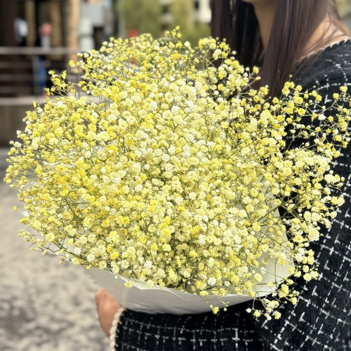 9 желтых гипсофил в упаковке